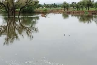 rain spoil crop, rain in Makrana