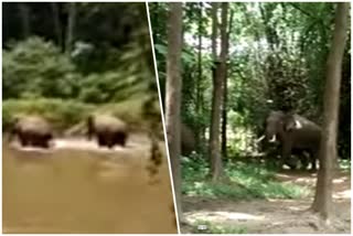 wild elephants news elephant in habitat news കാട്ടാന വാര്‍ത്ത ജനവാസകേന്ദ്രത്തില്‍ ആന വാര്‍ത്ത