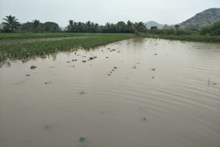 Crops are submerged in water