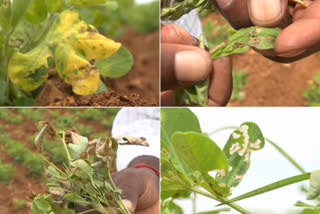 rain effect on ground nut at ananthapur district