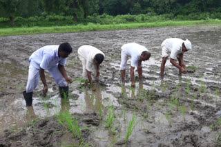 The first rice farming project in West Vidarbha was successful n Amravati