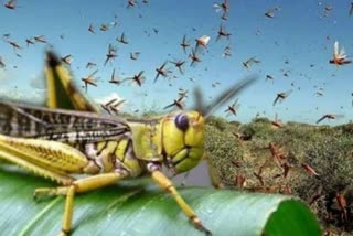 locust attack khedi village,  haryana locust attack news