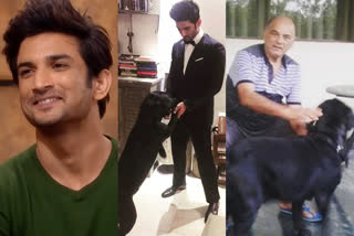 sushant singh rajput dog fudge news  സുശാന്തിന്‍റെ ഫഡ്ജിനെ ഇനി പിതാവ് സംരക്ഷിക്കും  sushant singh rajput  fudge  സുശാന്തിന്‍റെ പിതാവ് കെ.കെ സിങ്