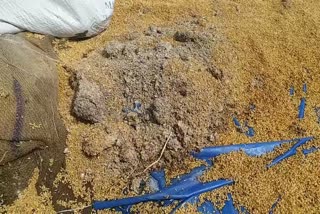 Thousand Quintal Wheat Rotten