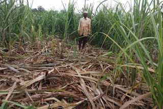 Acres of sugar cane loss due to wild pigs attack