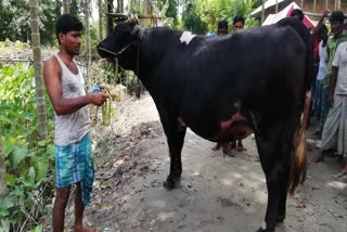 One Cow Price Rupees one Lakhs sixty Thousand Ruppes At Kalgachia