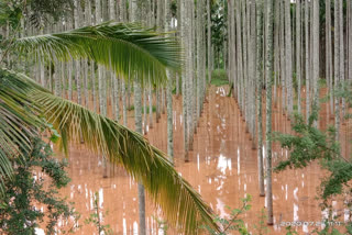 Heavy rain in Chitradurga: nut plantation merged in water