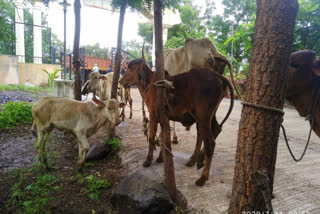 Cows and calves going for slaughter were seized by solapur police