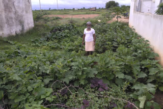 A farmer grows Vegetables  during lockdown