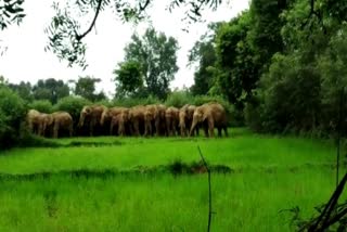 Elephant crushed an old man