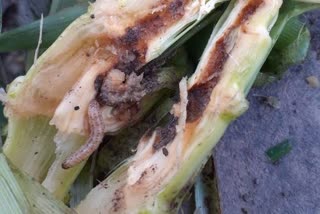 fall armyworm disease in maize