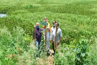 Plantation in Dalpat Sagar