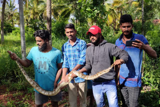 two foot long python protection In Tumkur