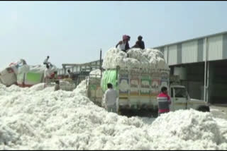 Yavatmal district first in the state in cotton procurement