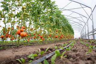 corona and lack of funds effect on horticulture sector