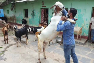 Largest goat of Bastar division