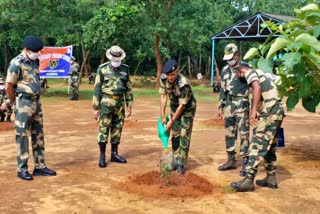 BSF planted Plant in Hazaribag