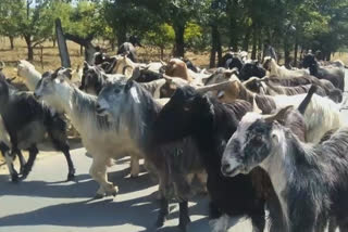 demand for goats in shaheen bagh is low, yet the rate is high