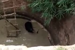 Bear fell in the well