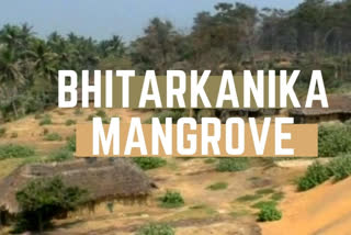 Bhitarkanika mangrove