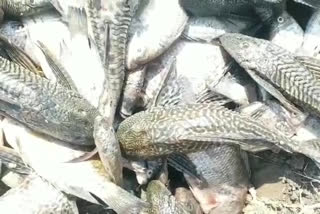 heavy damaged to aqua farmers with devil fish in krishna district