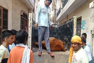 cow deaths in palwal