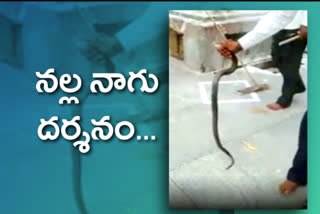 black cobra appeared in vemulawada bheemuni temple