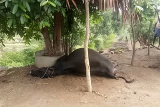 cow-killed-thunder-attack