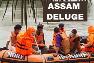 Assam: NDRF team evacuate villagers, livestock in flood-affected Barpeta
