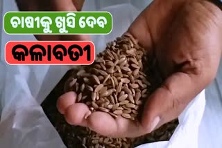 Young farmer providing black paddy seeds, black paddy kalavati,  black paddy seeds for farmers, free paddy seed distribution, problem free crop farming, କୃଷକ ବନ୍ଧୁ ଦିବ୍ୟରାଜ, ମାଗଣାରେ ଯୋଗାଉଛନ୍ତି କଳାବତୀ ଧାନ ବିହନ, କଳାବତୀ ଧାନ ବିହନ, ସମ୍ବଲପୁର ଚାଷୀ, Sambalpur Farmer