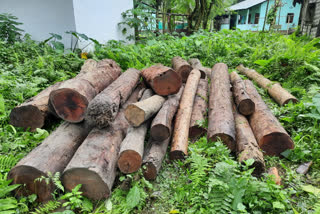 Two illegal timber carriers have been arrested in Nameri by forest