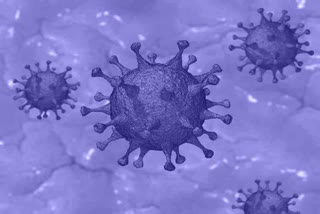palwal new corona virus case update