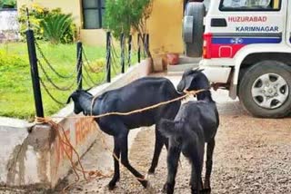 Kanpur Police 'arrest' goat for not wearing mask