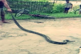 one python rescue from sonari