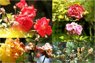 flowers in kodaikanal wither as no tourist visit