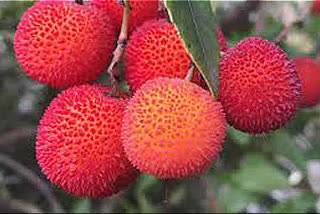 Farmers in Uttar Pradesh insist on planting litchi orchards