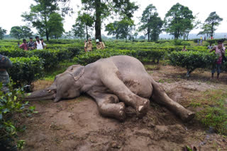 elephant body recovered in tea garden