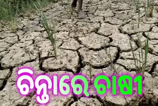 irrigation-problem-at-puri-dhanua-panchayat