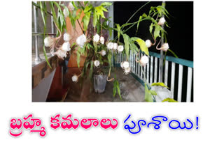 Brahma lotus flowers blooms only at night time in andhrapradesh