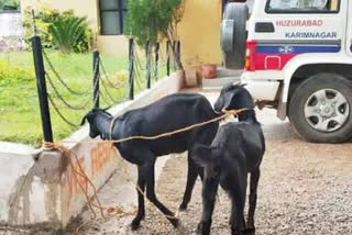 Kanpur Police 'arrest' goat for not wearing mask