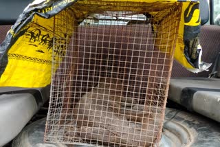 One monitor lizard Recovered At Guwahati