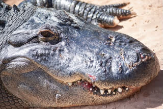 Kendrapara  Odishas Kendrapara district  A 16-year-old boy was killed  Rudra Narayan Behera  crocodile  4 lakh compensation  ഒഡീഷ  കേന്ദ്രപാറ  16കാരനെ മുതല പിടിച്ചു  രുന്ദ്ര നാരായണ ബെഹ്‌റ  ഭുവനേശ്വർ