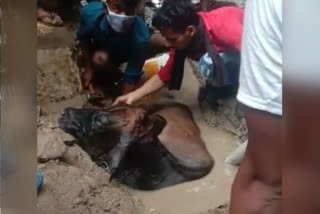 Local people pulled out the cow that fell in a pit in Tihar village