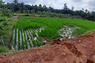 Spoiled rice paddy