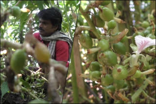 idukki  cardamom farming  cardamom farming sector crisis  ഇടുക്കി  തൊഴിലാളി ക്ഷാമം  ഏലം കാർഷിക മേഖല