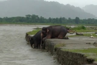 পোৱালি হাতীক উদ্ধাৰৰ চেষ্টা মাতৃৰ