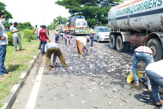 van carrying the load of fish