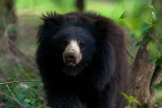 Locals spot wild bear in the inhabited area in Kerala; Villagers panic-stricken