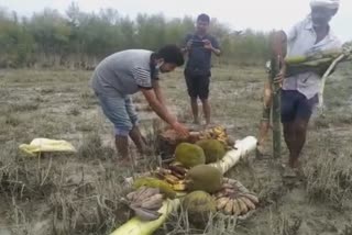 love in conflict zone- majuli people help wild elephants during flood