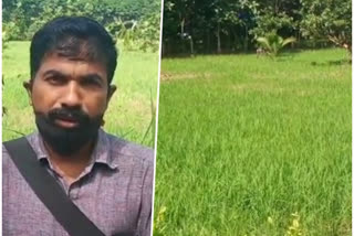 monsoon  subsided  kernel cultivation  setback  കാലവര്‍ഷം കുറഞ്ഞു  കരനെൽ കൃഷി  കര്‍ഷകര്‍  നെൽ കൃഷി  മലപ്പുറം